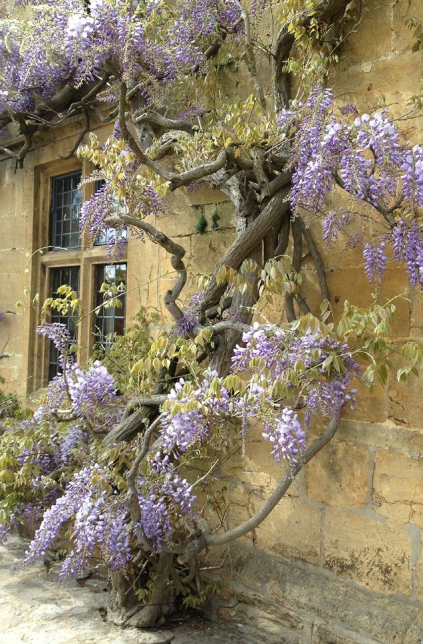 Wisteria, glicynia to przepięknie kwitnące pnącze. Potrafi być bardzo ekspansywne. Jak je uprawiać?