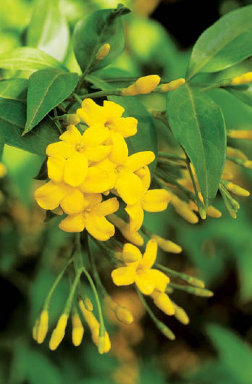 Jaśmin nagokwiatowy - zakwita jeszcze zamin zima na dobre nas opuści.