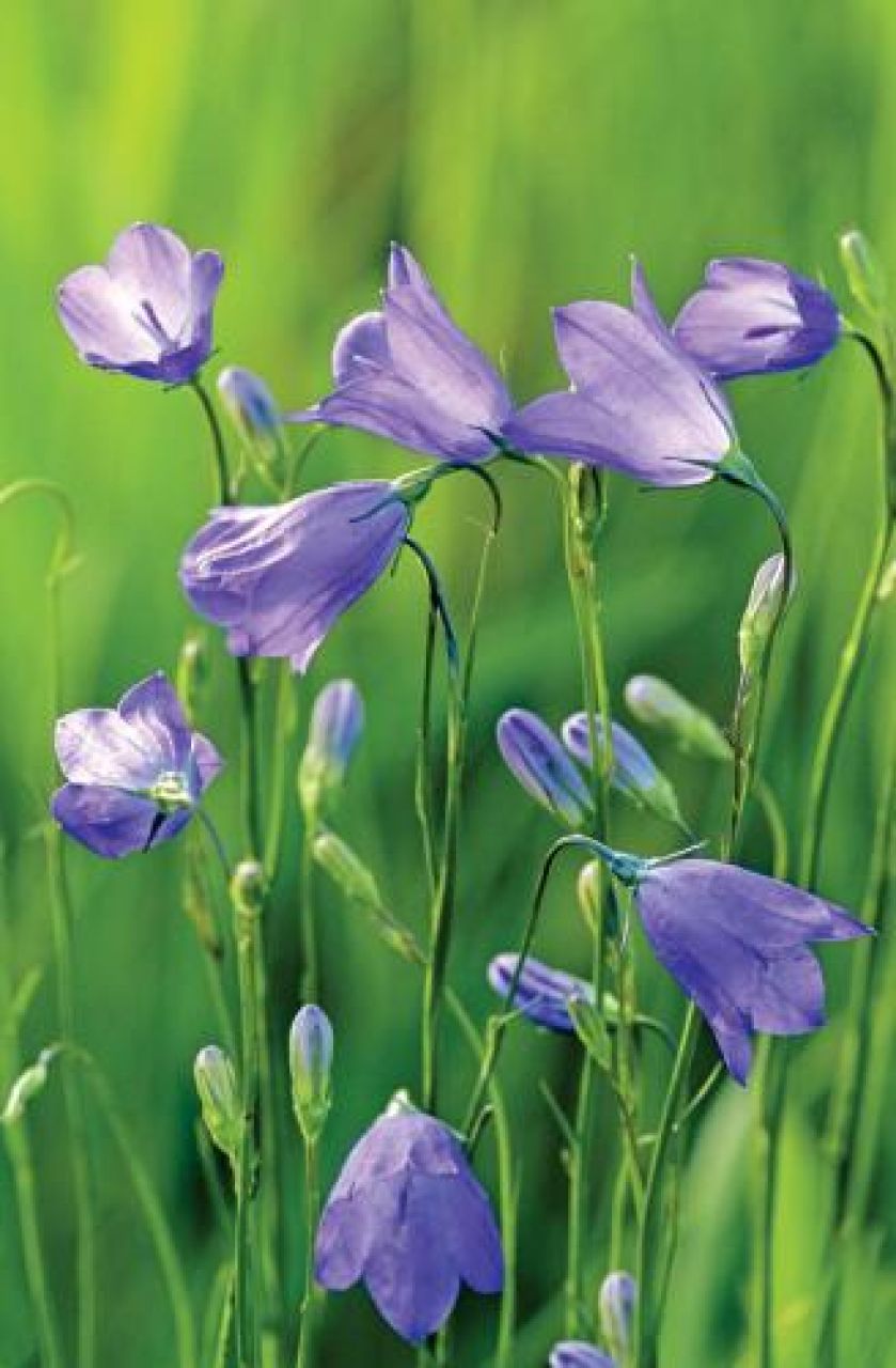 Dzwonek okrągłolistny