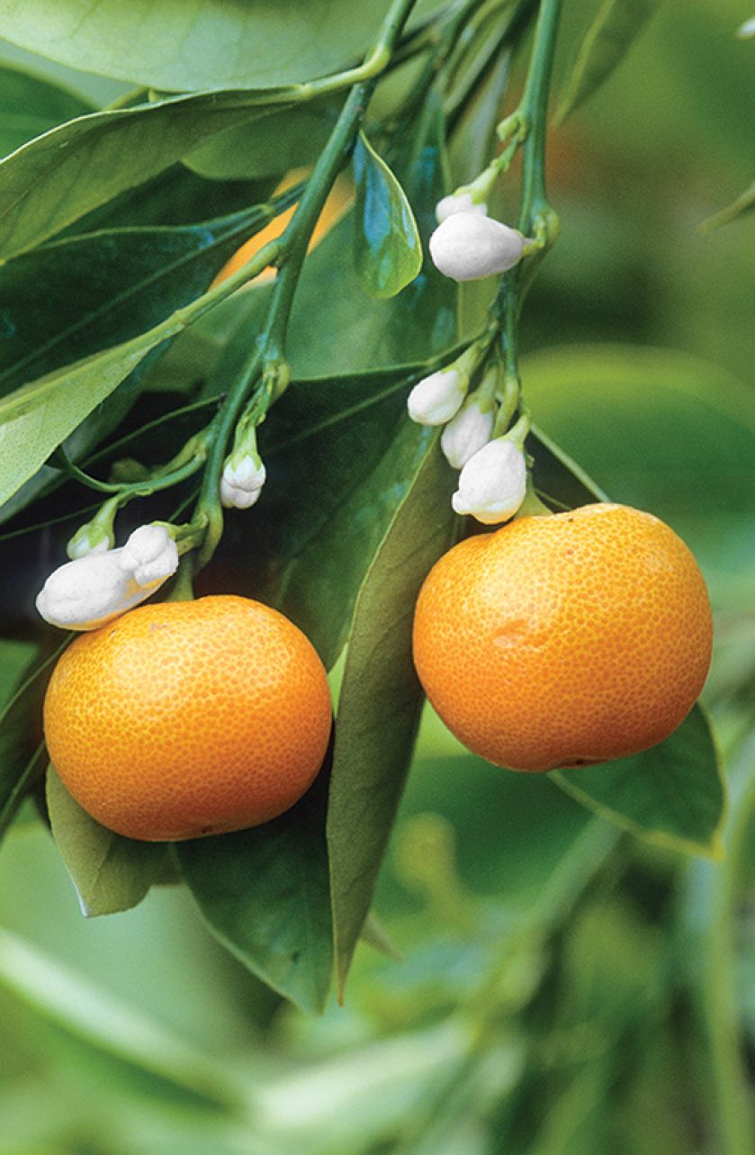 Cytrusy w domu. Cytrusy w domu, jak wyhodować cytrynę, jak hodować cytrusy,  jak wyhodować pomarańcze,