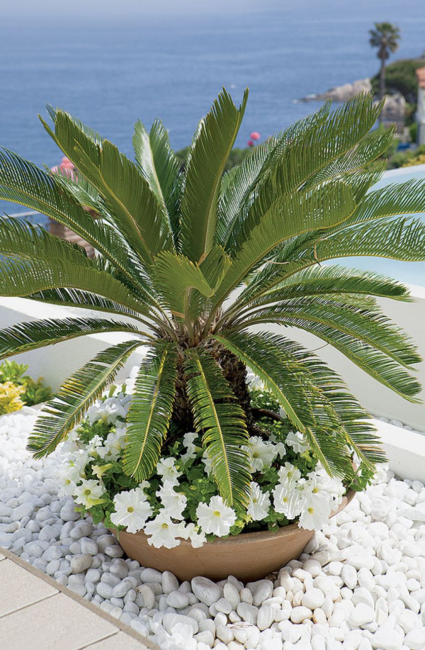 W ogrodzie rosną palmy. Willa w stylu marynistycznym