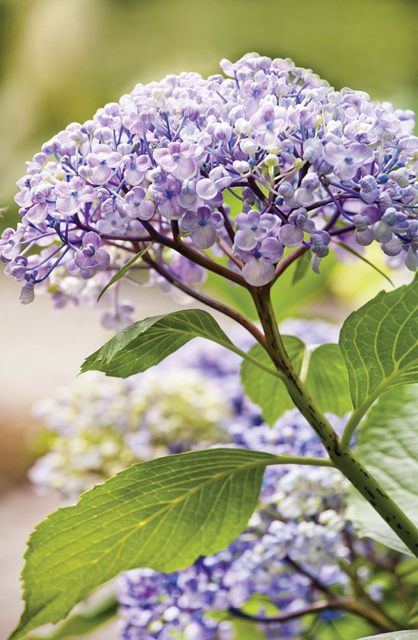 Ogród w Holandii: trochę w cieniu, trochę w słońcu