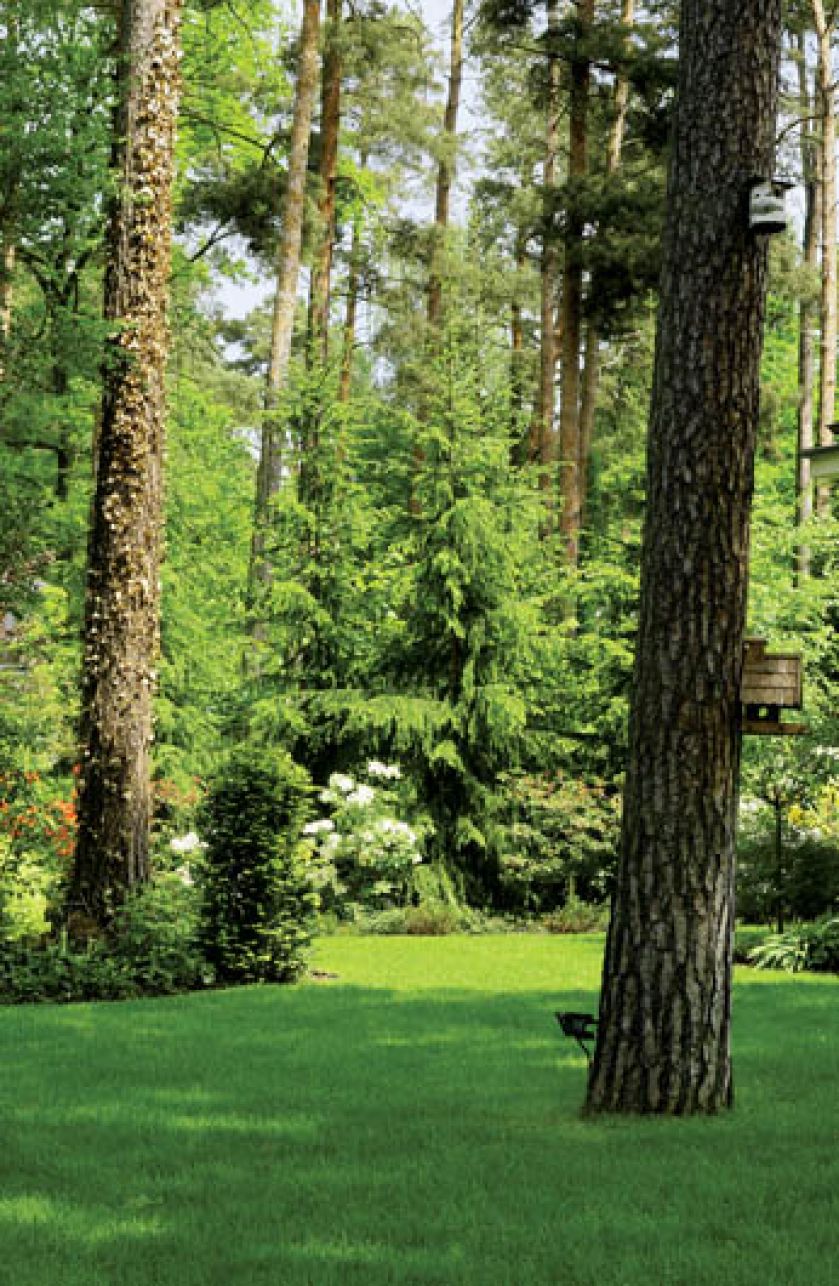 Nad ogrodem górują ogromne sosny. Ogród z leśną ziemianką