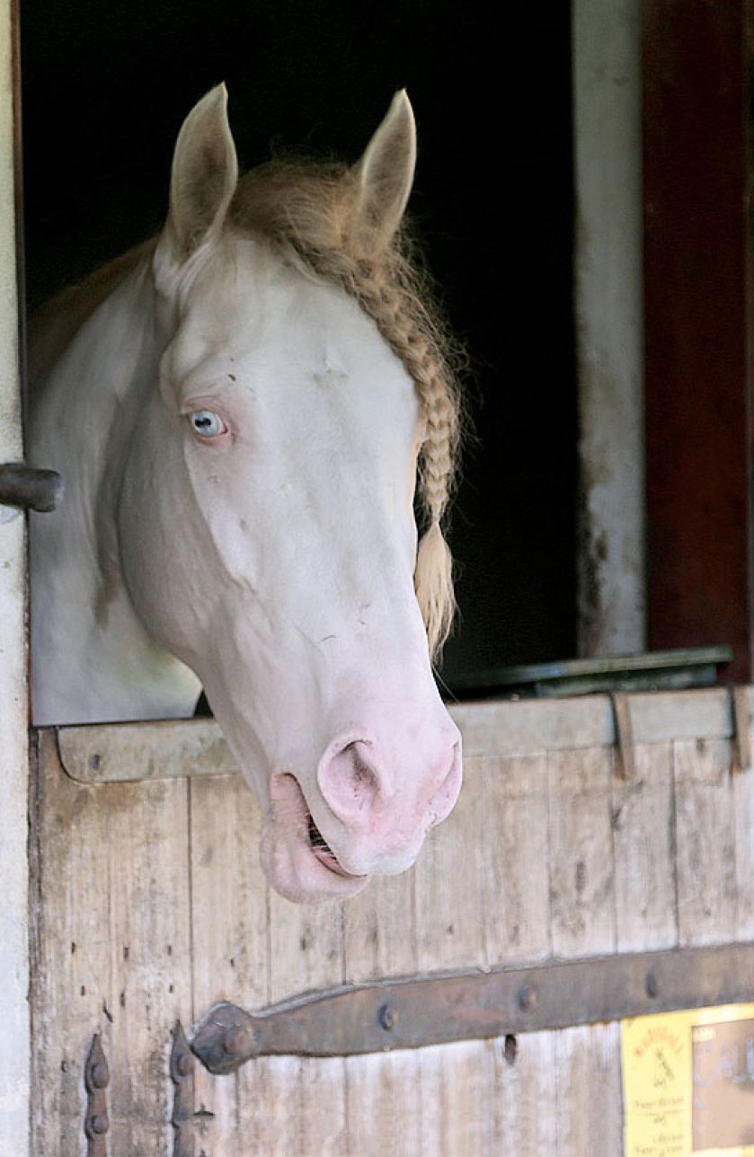 Dworek Karoliny Wajdy. Mój przyjaciel dworek