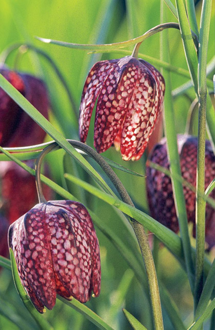 Szachownica kostkowata wiosenne kwiaty w ogrodzie