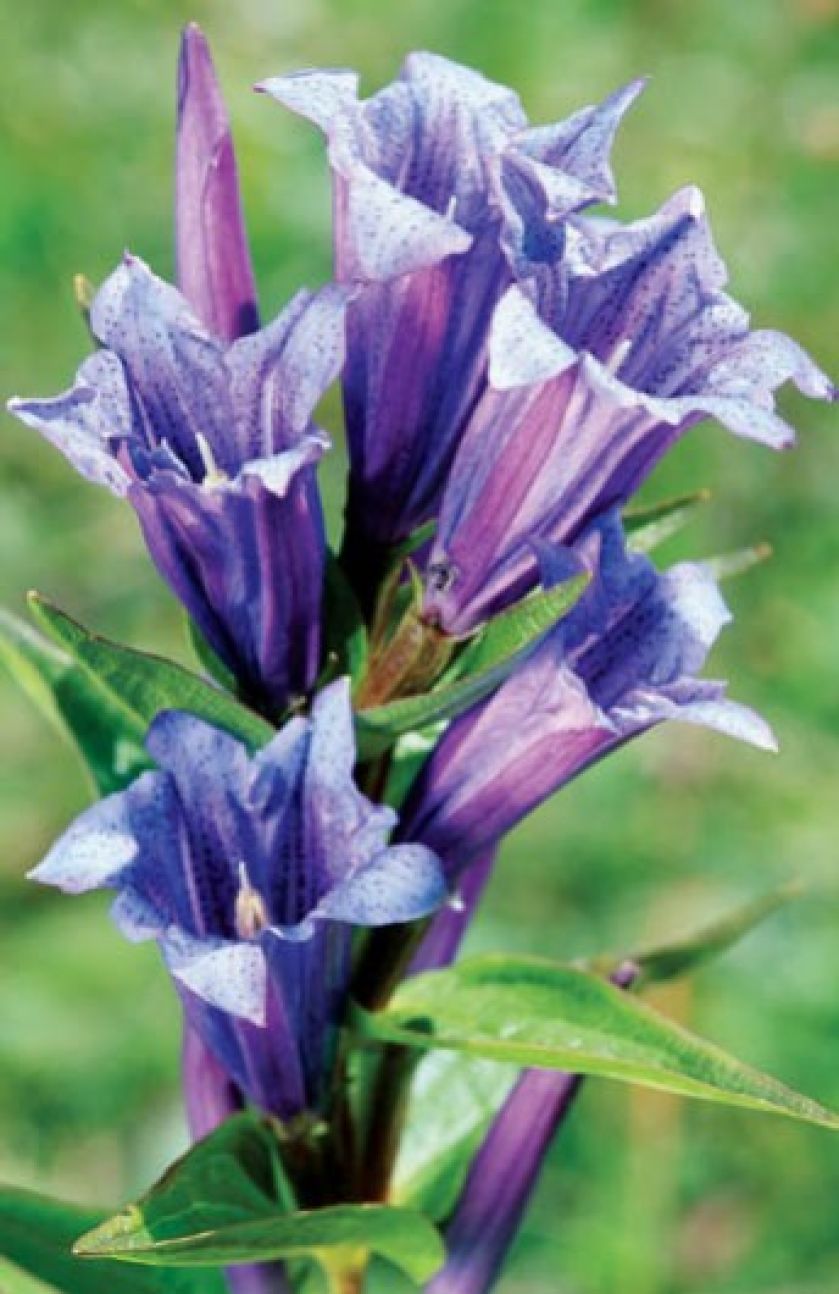 Goryczka wąskolistna. Goryczka – oko Tatr