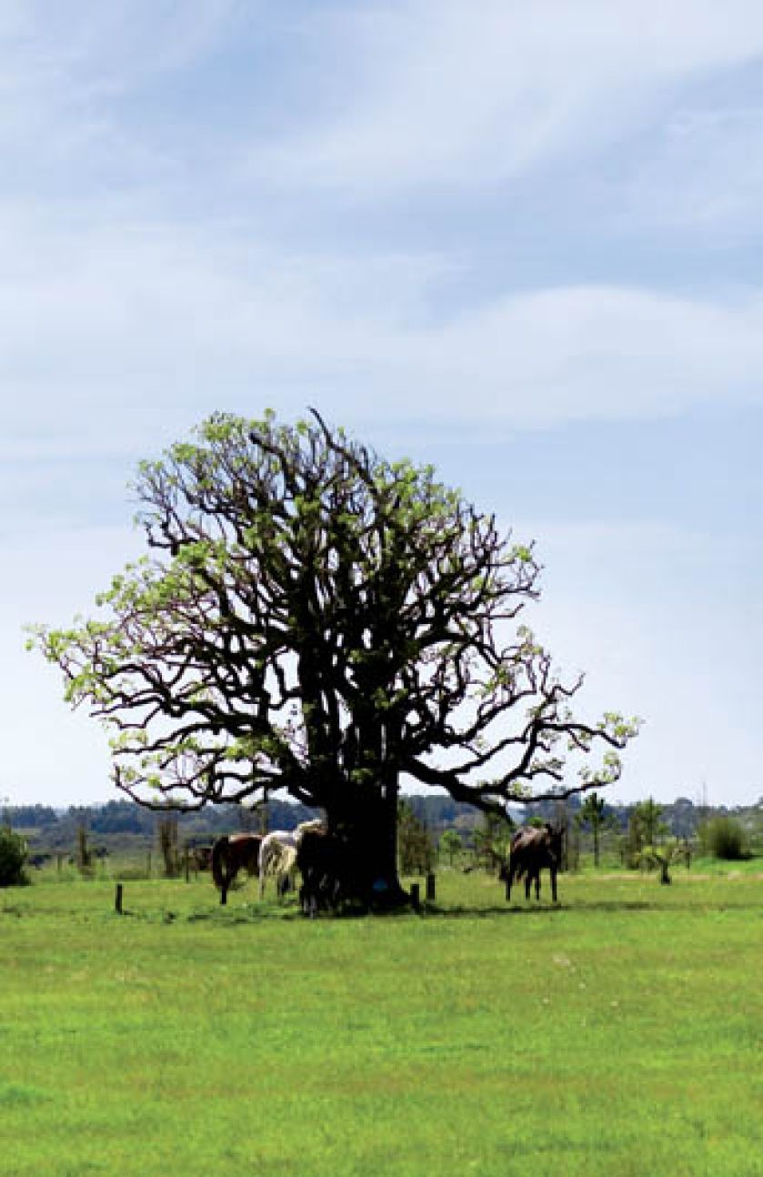 Nowoczesna hacjenda w Urugwaju, domy, wnętrza, ogrody, rezydencje, apartamenty, sztuka