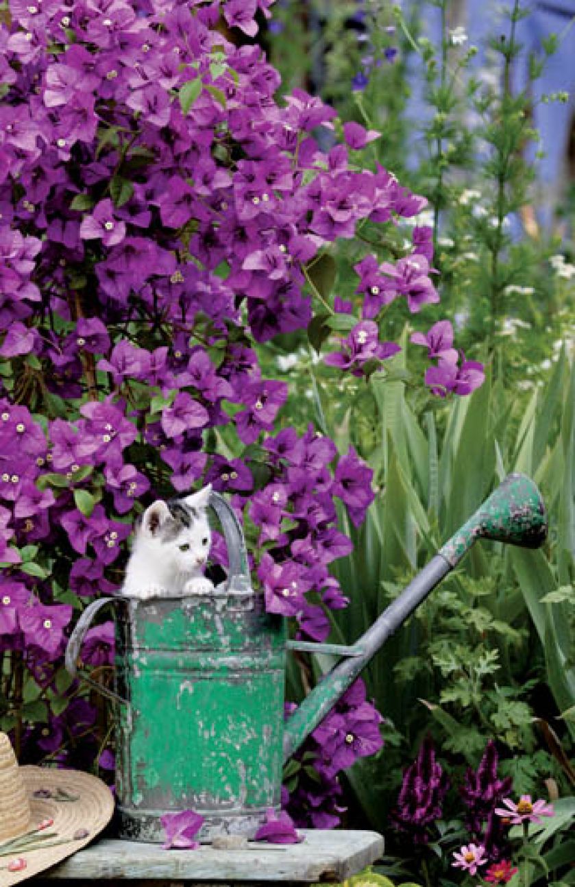 Podobnie jak palmy, bugenwillę można spotkać na całym świecie wszędzie tam, gdzie nie ma mrozów ? od południowej Europy