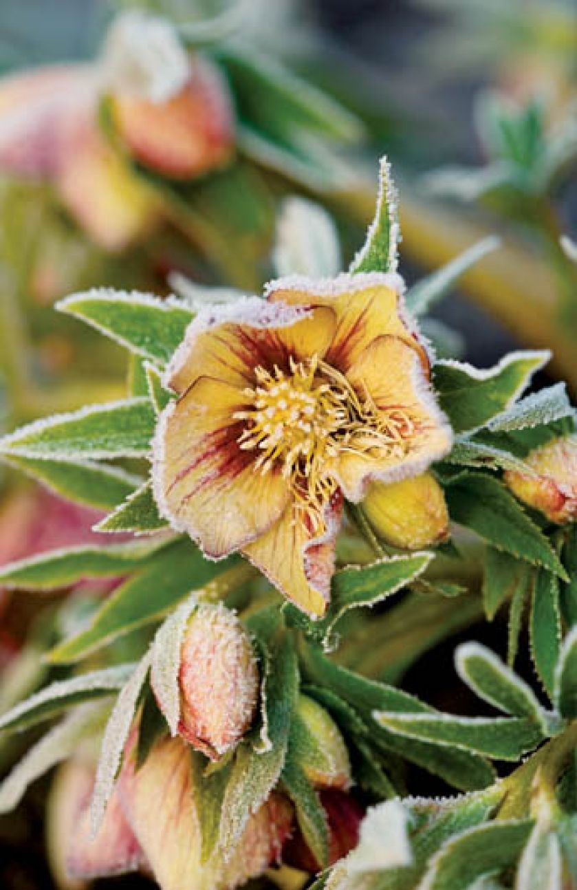 Zwarzony przymrozkiem kwiat ciemiernika.