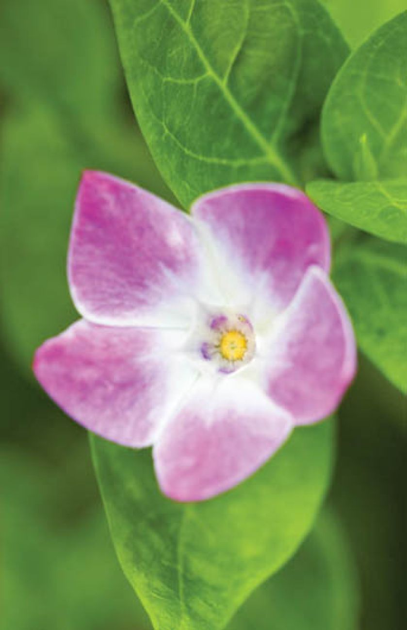 Barwinek odmienny - Vinca difformis Jenny Pym .