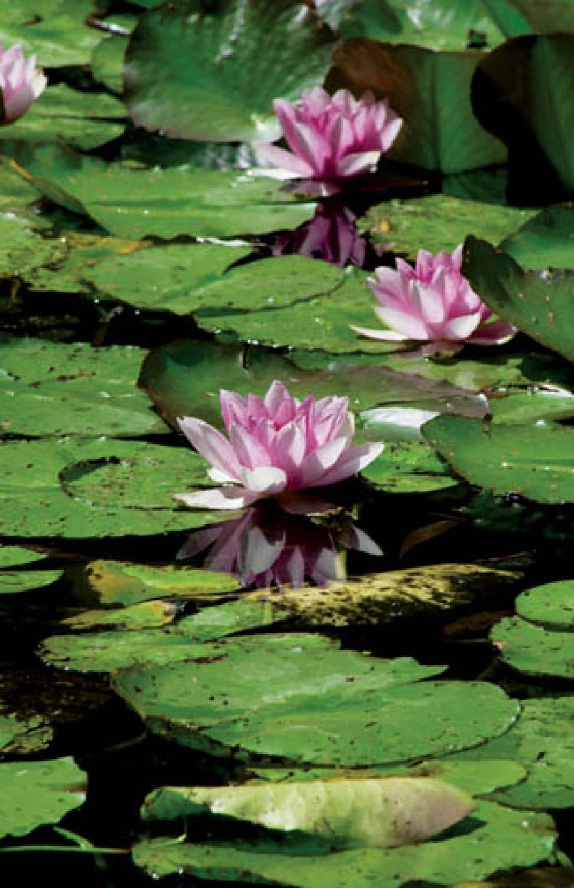 Claude Monet był zakochany w egzotycznych nenufarach.