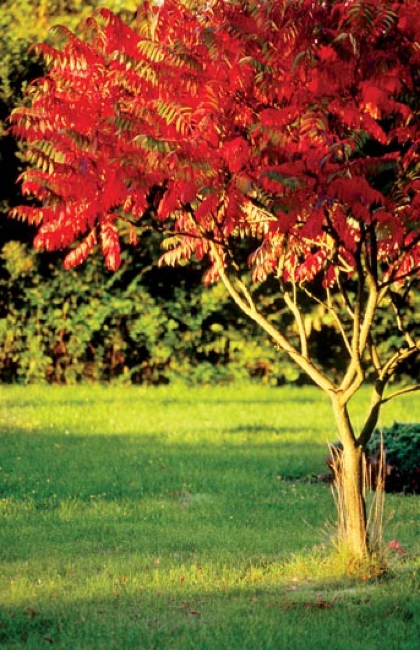 Sumak octowiec jesienią. Sumak – jesienna ślicznotka