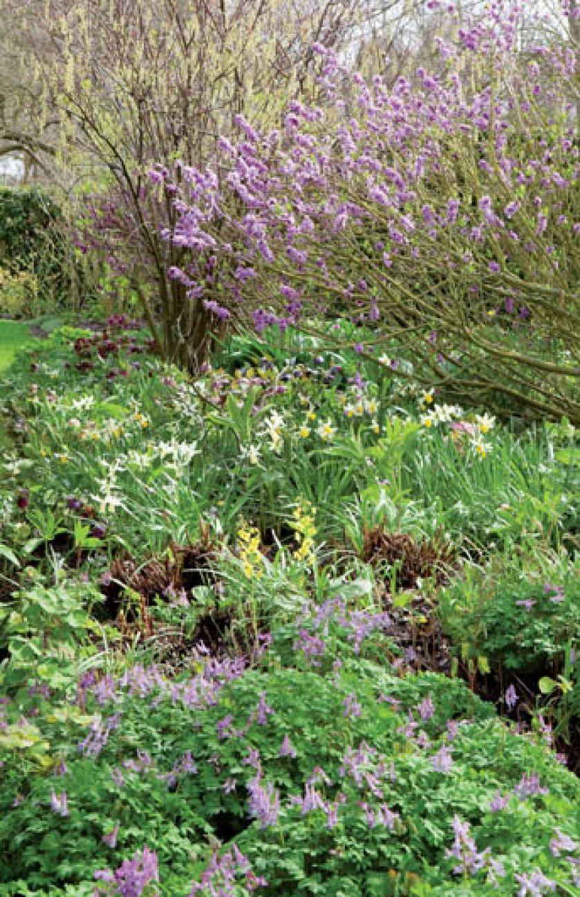 Obsypany fioletowym kwieciem krzew to rzadko spotyany w Polsce wawrzynek wilczełyko. Uwaga - jest trujący!