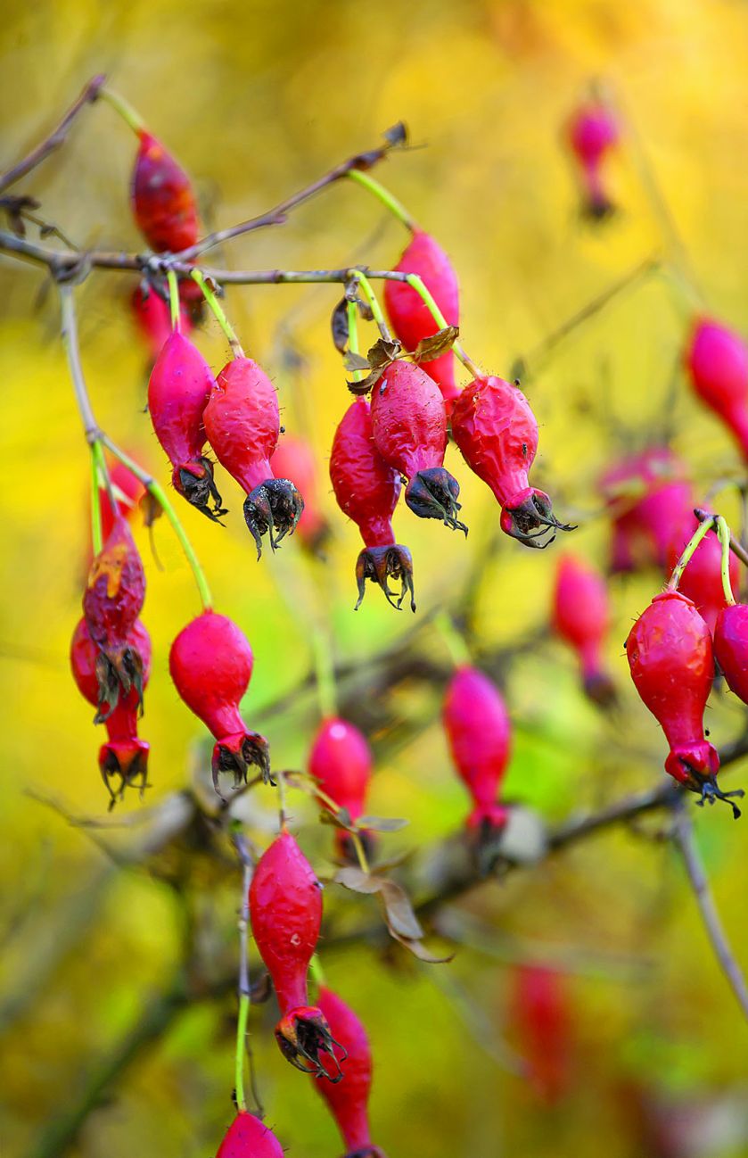 Najpiękniejszy jesienny ogród Holandii