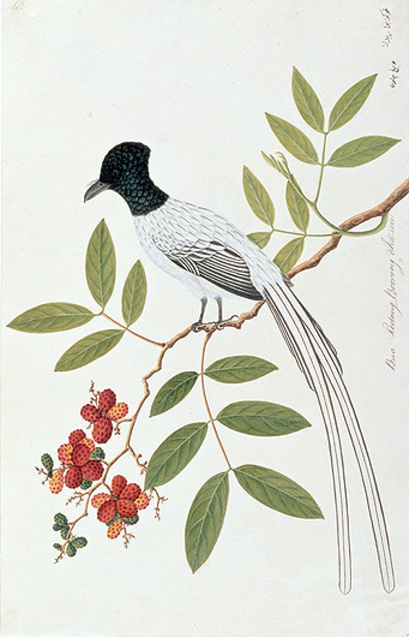 Malowany ptak , anonim, XIX w., Bridgeman Art Library