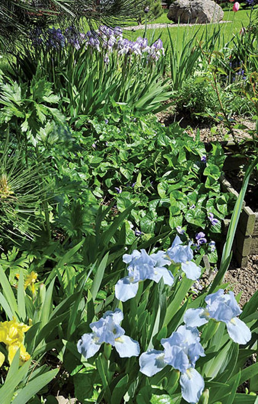 Ogród ma cieszyć oko przez cały rok. Posadzone w nim rośliny nie kwitną wszystkie naraz, ale w kolejnych miesiącach,