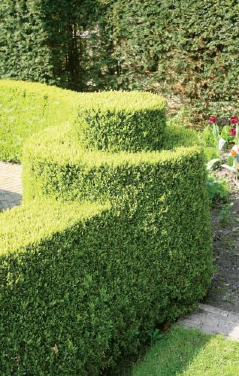 Holenderski ogród w stylu francuskim