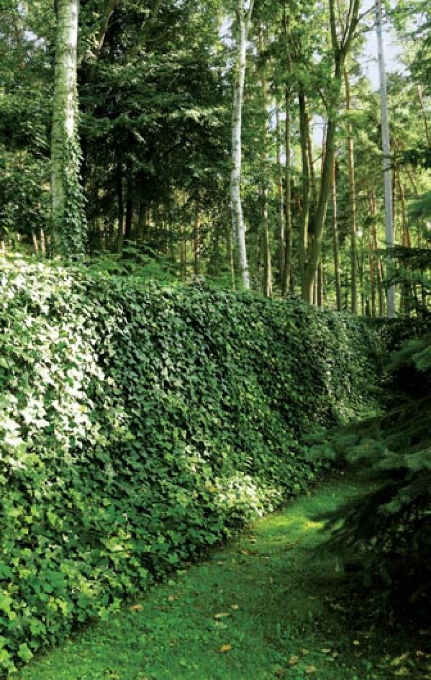 Jak w tajemniczym ogrodzie... Ogród na leśnej polanie