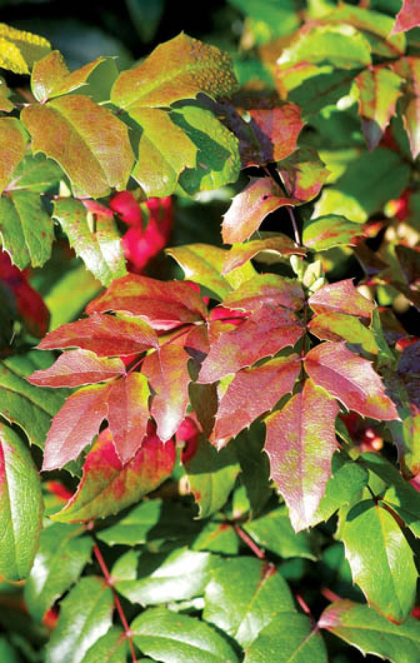 Mahonia, mahonia pospolita, mahonia roślina, mahonia, mahonia jak uprawiać, jak wygląda mahonia