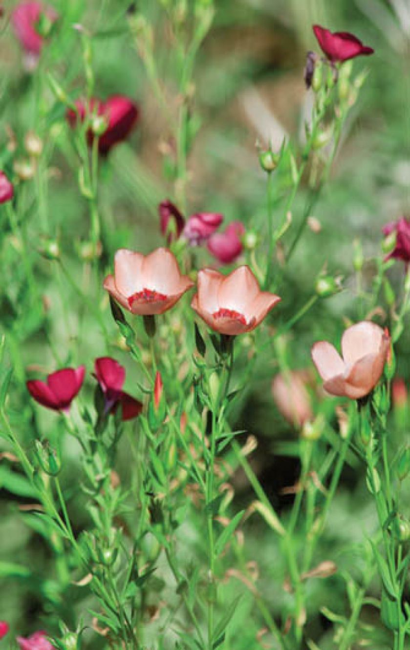 Len wielkokwiatowy. Len do ogródka