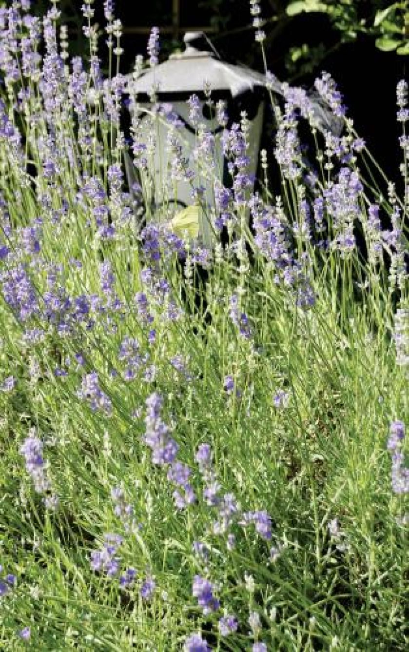 Kwiaty w ogrodzie. Ogród zadumany