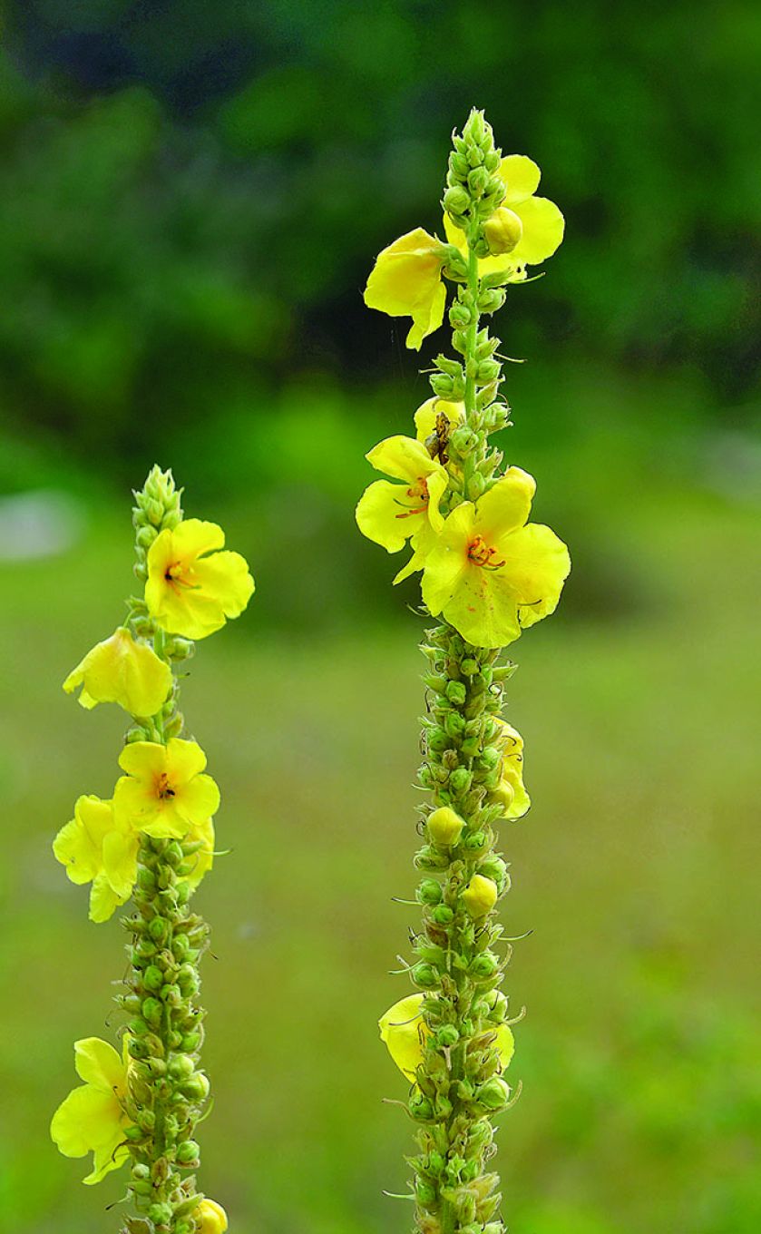 DZIEWANNA DROBNOKWIATOWA. Eden, raj - co rosło w biblijnym ogrodzie?