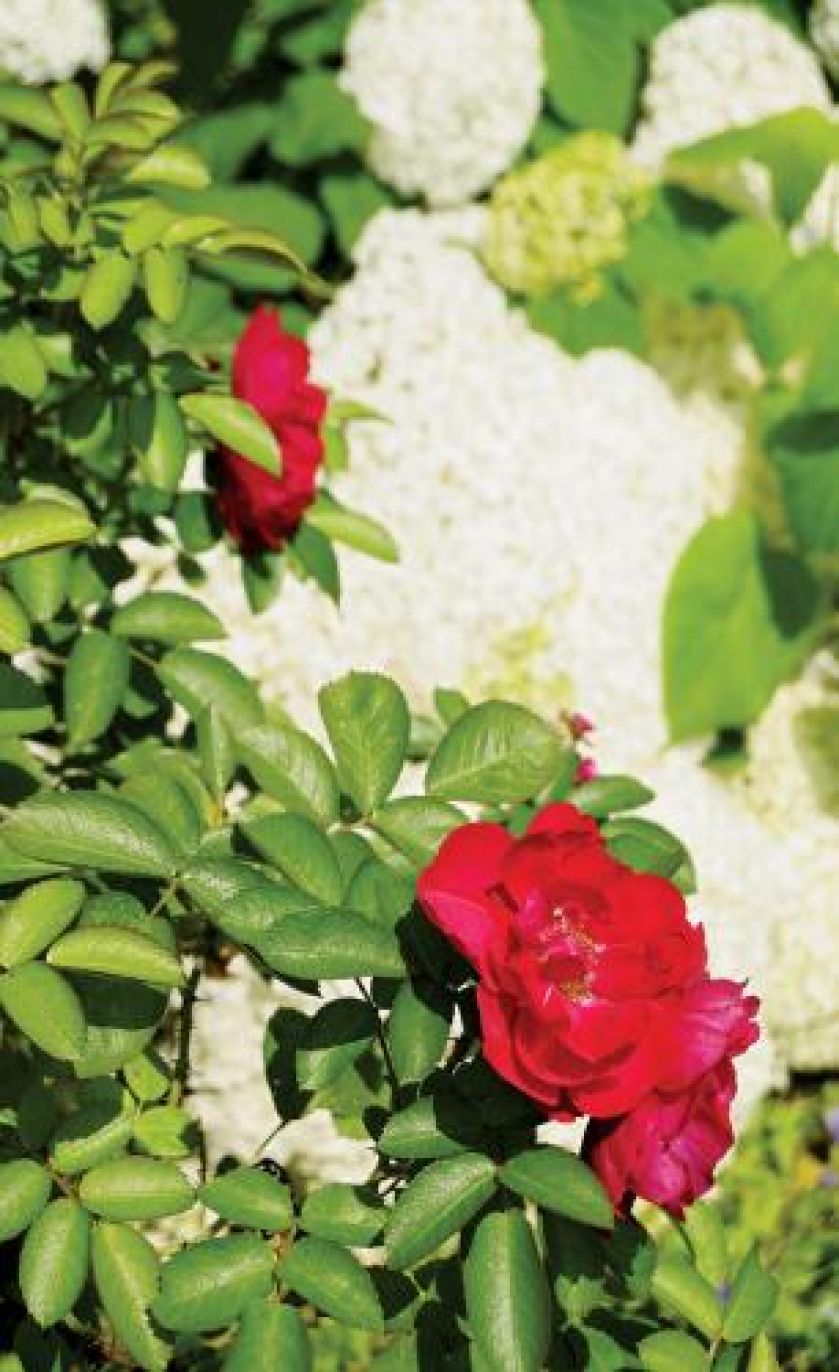 Na tle soczystej zieleni kontrasty- białe hortensje i czerwone róże. Te pierwsze wolą półcień, drugie słońce.