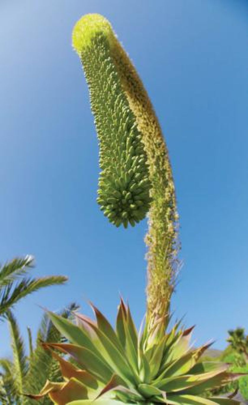 jak uprawiać agawę