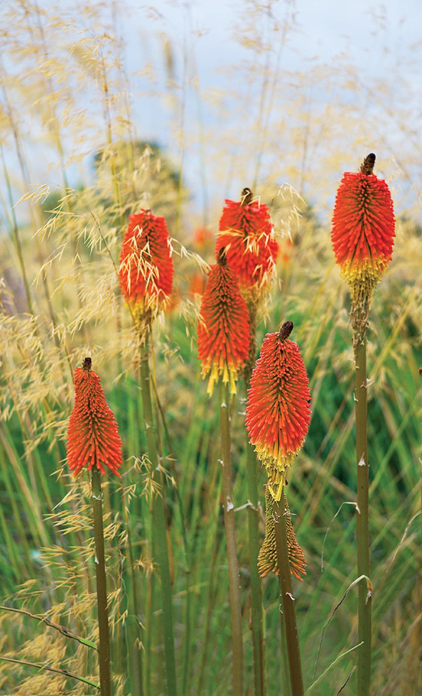 Trytoma kwiat jak płonąca pochodnia