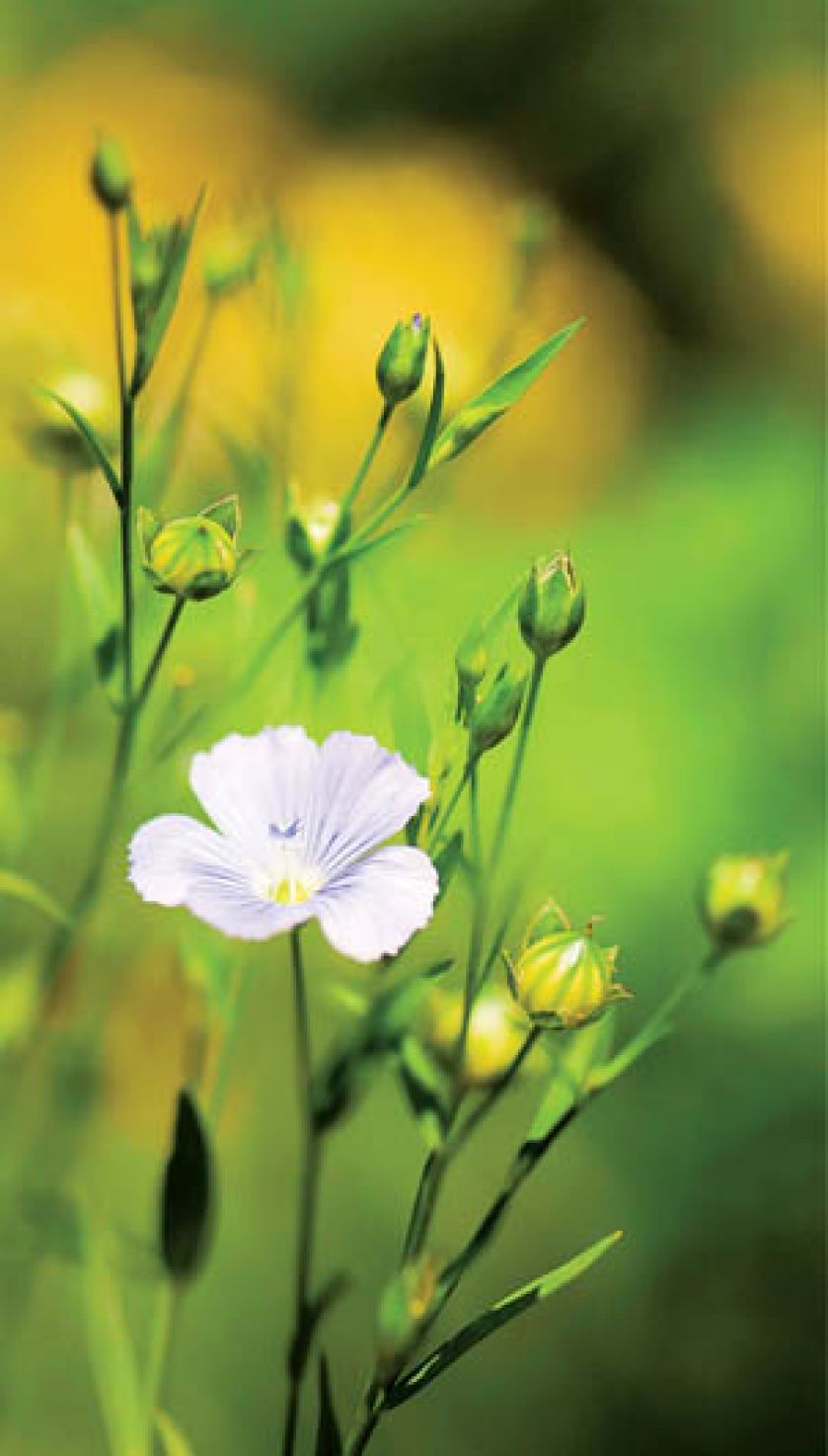 Len do ogródka. Kwiaty, rośliny, len, siemię lniane, len właściwości, len uprawa, len w ogródku