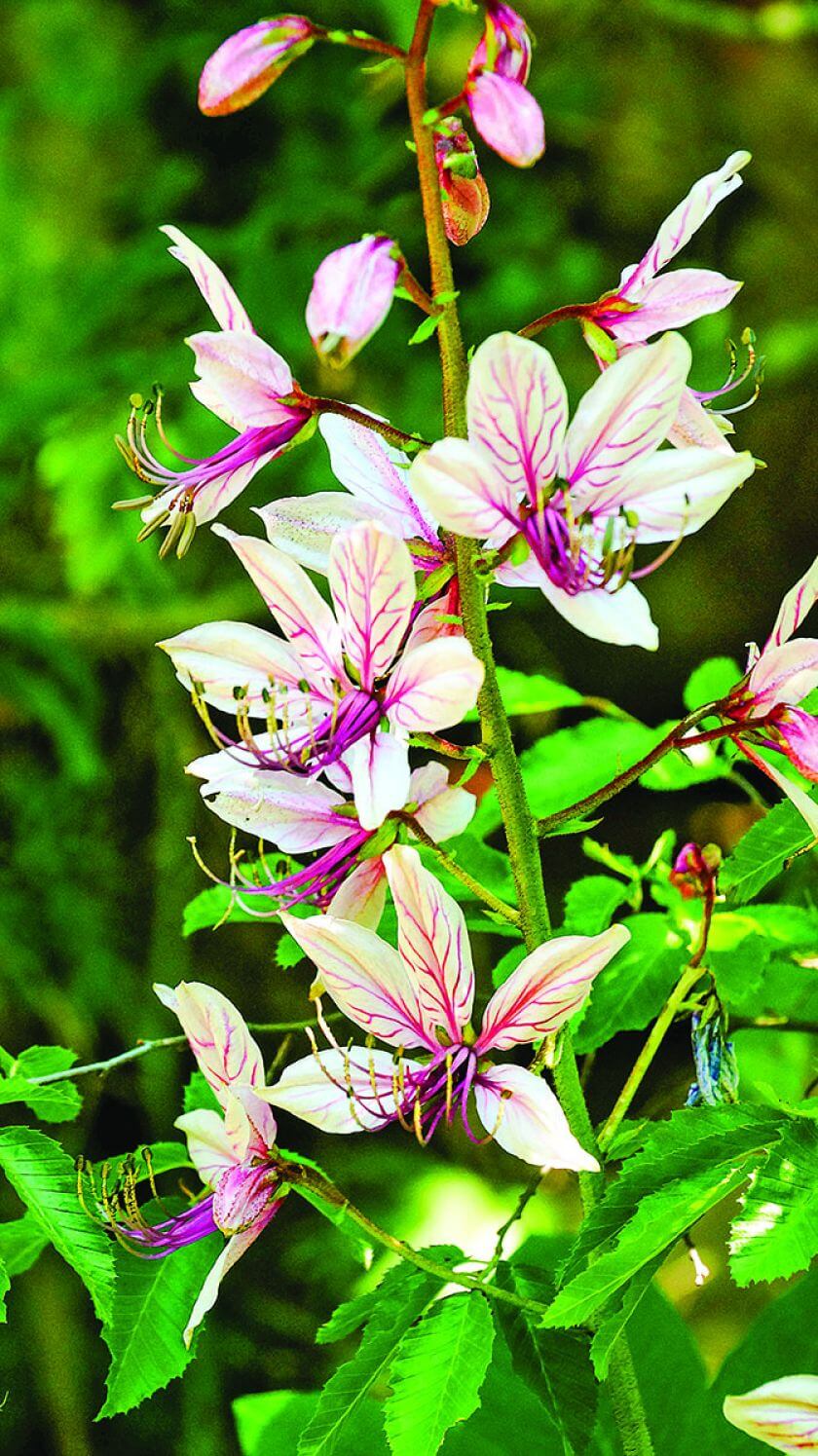 DYPTAM JESIONOLISTNY. Eden, raj - co rosło w biblijnym ogrodzie?