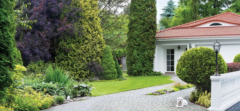 Hitem ogrodu jest grujecznik japoński, o którym mówi się ciasteczkowe drzewo .