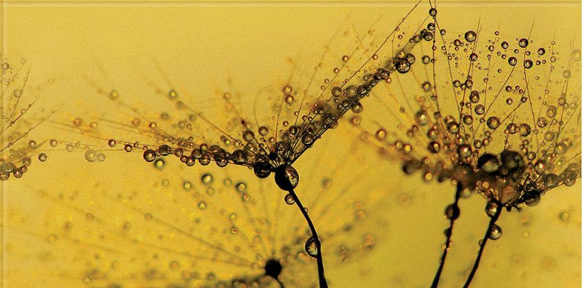 Szklane podłużne płytki z obrazkami dmuchawców, Opoczno, www.opoczno.eu