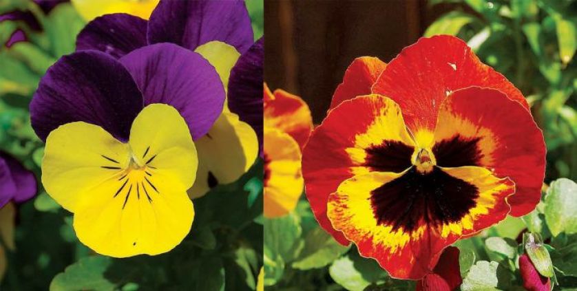 Fiołek trójbarwny i bratek ogrodowy