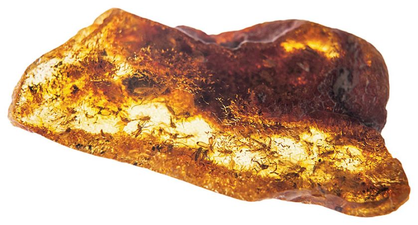 Muzeum Ziemi PAN. Bursztyn