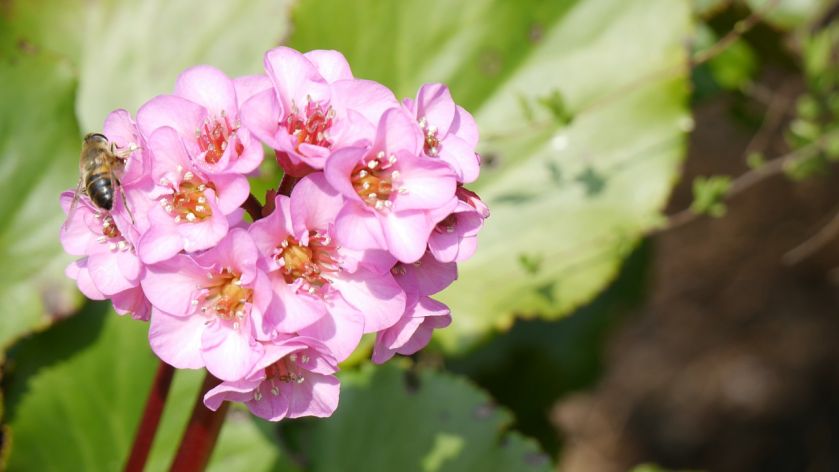 Bergenia sercowata jest byliną długowieczną