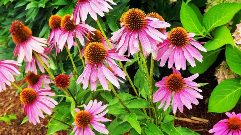 Jeżówka echinacea zdjęcia
