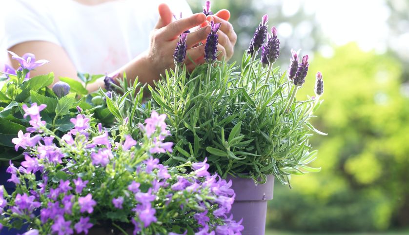 Jak uprawiać lawendę w domu