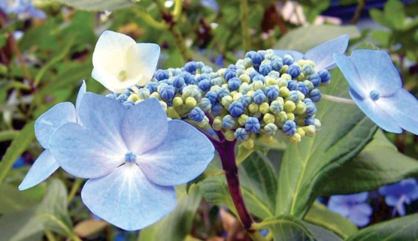 Hortensja krzewiasta