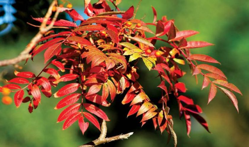 Liście jarzębiny. Jarzębina cała w koralach