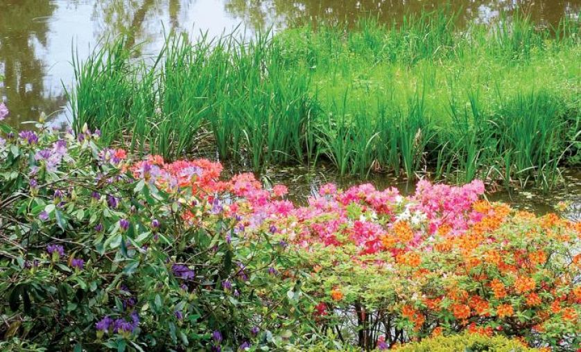 Amaranty, karmazyny, pomarańcze... W różanecznikowym ogrodzie