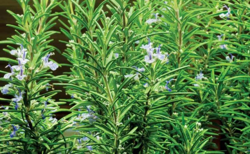 Kwitnący rozmaryn. Rozmaryn - morska rosa