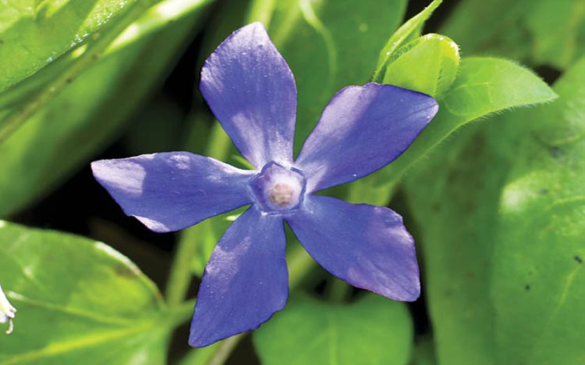 Barwinek odmienny - Vinca difformis.