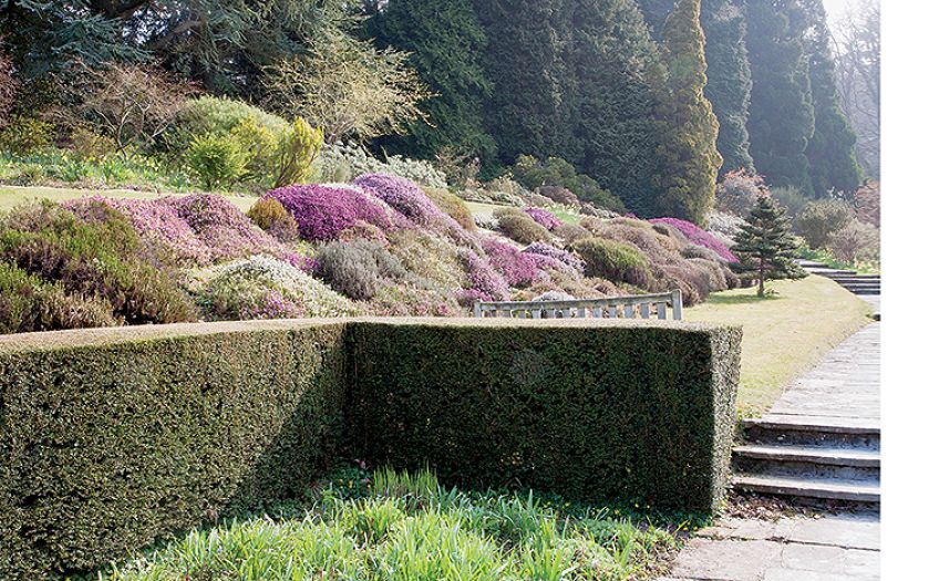 Ogród Sherwood oprócz magnolii i azalii słynie też z imponującej kolekcji wrzosów.