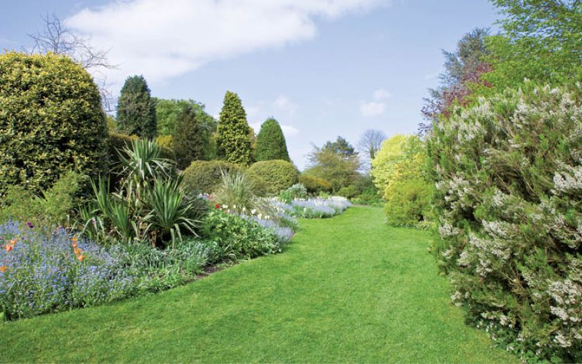 Ten okazały kwitnący krzew to wrzosiec drzewiasty Erica Arborea . Z jego drewna robi się drogie fajki.