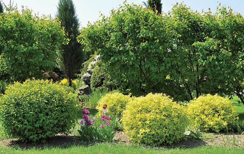 Na działce posadzono kilka dużych drzew: sosna czarna, lipa krymska, jarzębina, perukowiec.