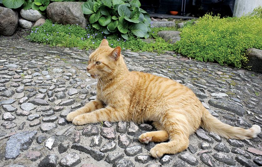 Drewniana chałupa artysty. Drewniana chałupa artysty