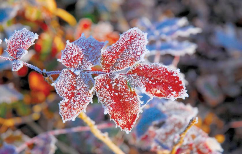 Mahonia, mahonia pospolita, mahonia roślina, mahonia, mahonia jak uprawiać, jak wygląda mahonia