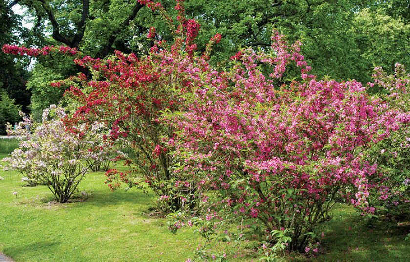 Krzewuszka - na co zwracać uwagę przy uprawie, jak przycinać krzewuszkę i jakie odmiany wybierać?