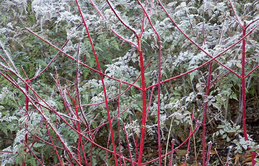 Dereń biały, odmiana ‘Sibirica’